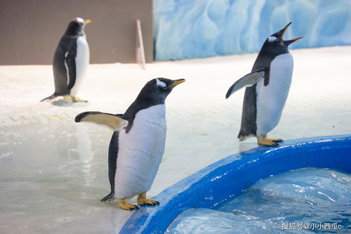在福建泉州也能畅游环球四大洋,体验世界级马戏精品,圆海洋梦了