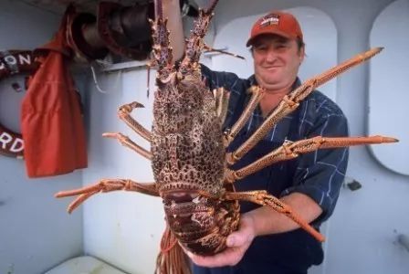 你见过跟狗一样大的淡水小龙虾吗 这个澳洲人经常抓巨型淡水龙虾来吃 但是最近他不吃了,因为