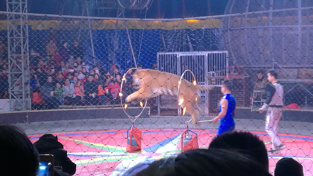 驯兽杂技表演的兴起与挑战