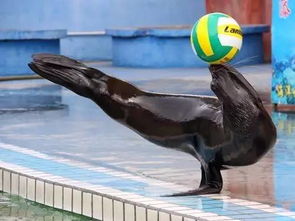 30万赞声中告别残忍 广州动物园终止驯兽表演团