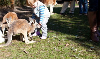 珀斯天鹅河谷一日游 品酒、美食与萌宠的完美邂逅