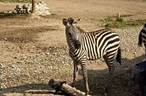 濮阳东北庄野生动物园盛大开园，明星驯兽表演团邀您共赴自然奇趣之旅