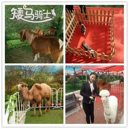 凤翔文旅新亮点 百鸟奇蝶标本展与精彩驯兽表演人气火爆