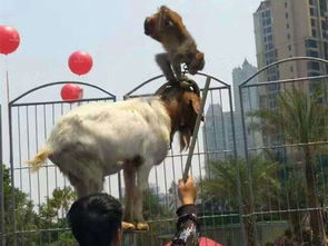 青岛雄狮马戏团 一场别开生面的驯兽盛宴