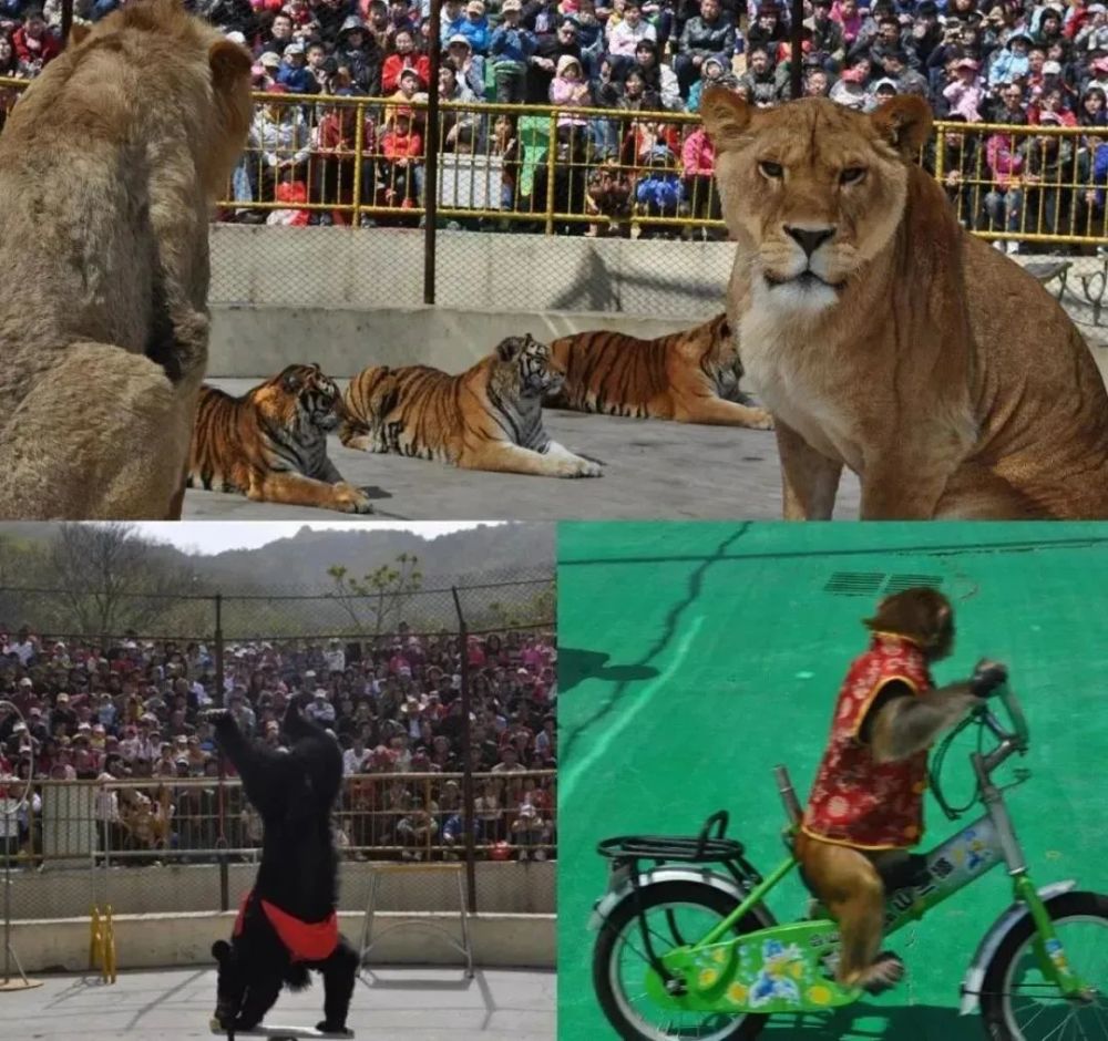 被铁链绑住,注射避孕药,连续伺候几百人后,她挣扎着死去…